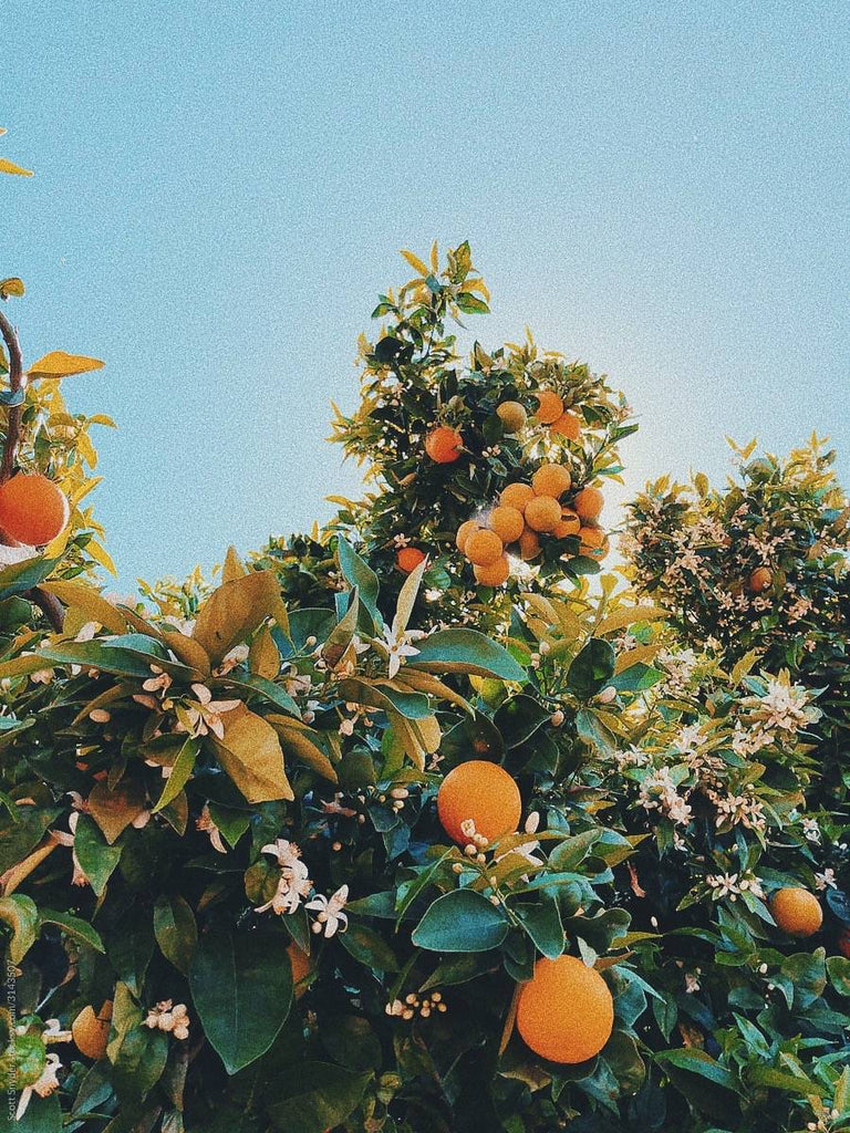 The thing about orange blossom